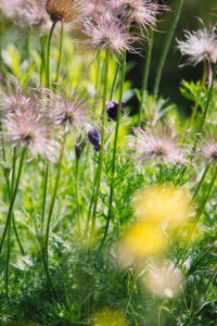 Pasque flower Pasque flower